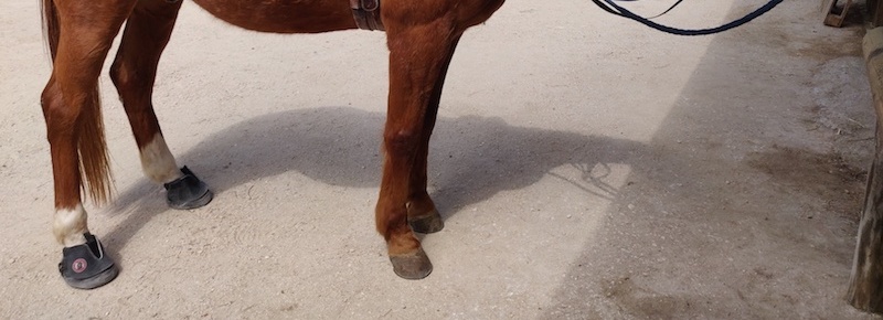 Quelle hipposandale choisir pour mon cheval ?