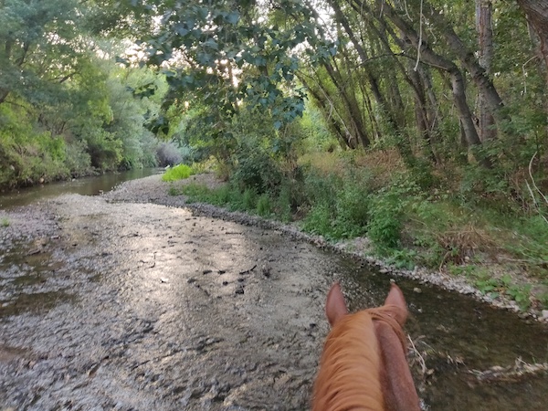 cheval boit dans un torrent
