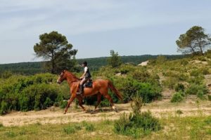 trot avec des hipposandales en balade ou randonnée à cheval
