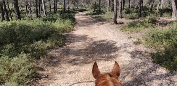 La relation entre cavaliers et chasseurs : la sécurité avant tout