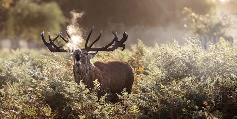 cerf brame dans la foret