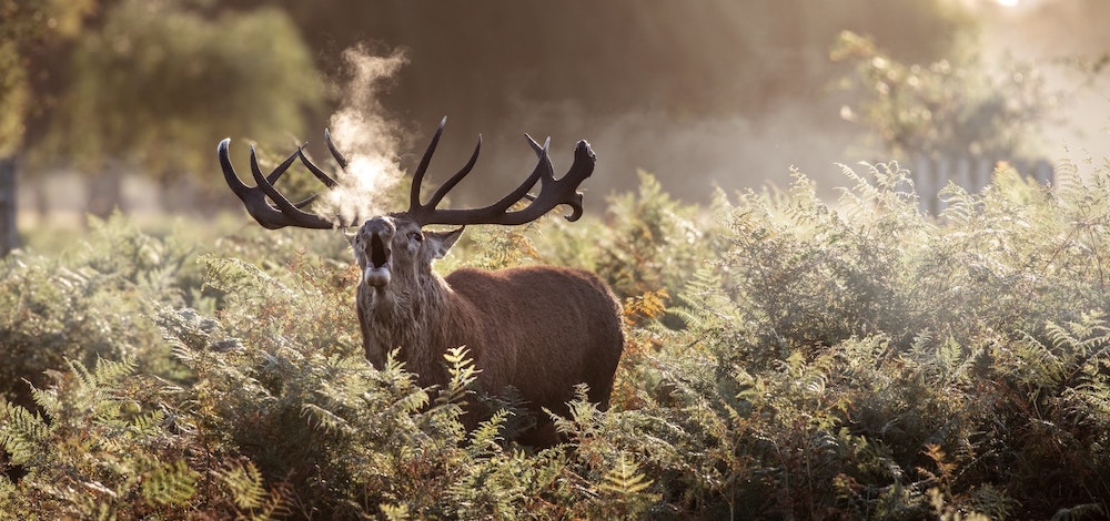 cerf brame dans la foret