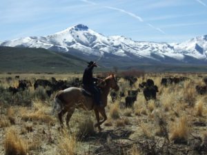 utilisation du lasso dans le Nevada