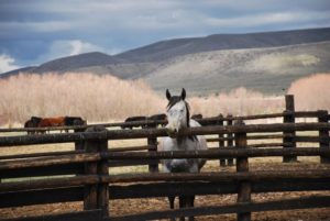 un cheval qui sommeille dans le Nevada près d'Elko
