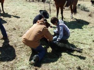 cow-boy qui soigne un veau
