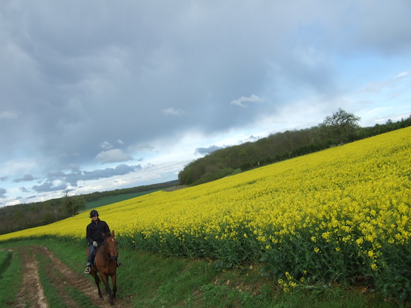balade à cheval à coté des champs de colza