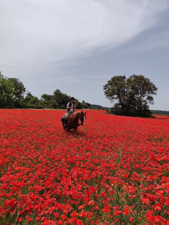 promenade a cheval champs de coquelicots
