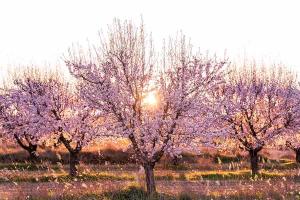 voir des cerisiers en fleurs