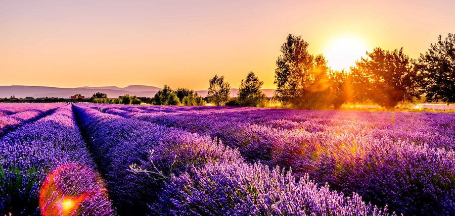 Balade cheval : le pouvoir des fleurs !