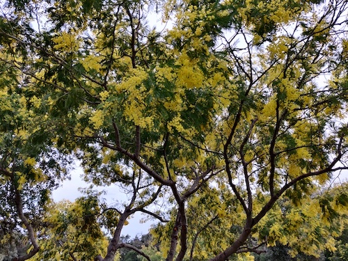 arbre mimosa