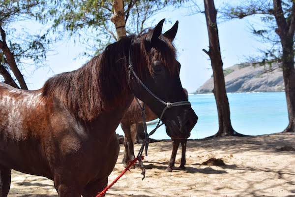 doucher le cheval après une balade sur la plage