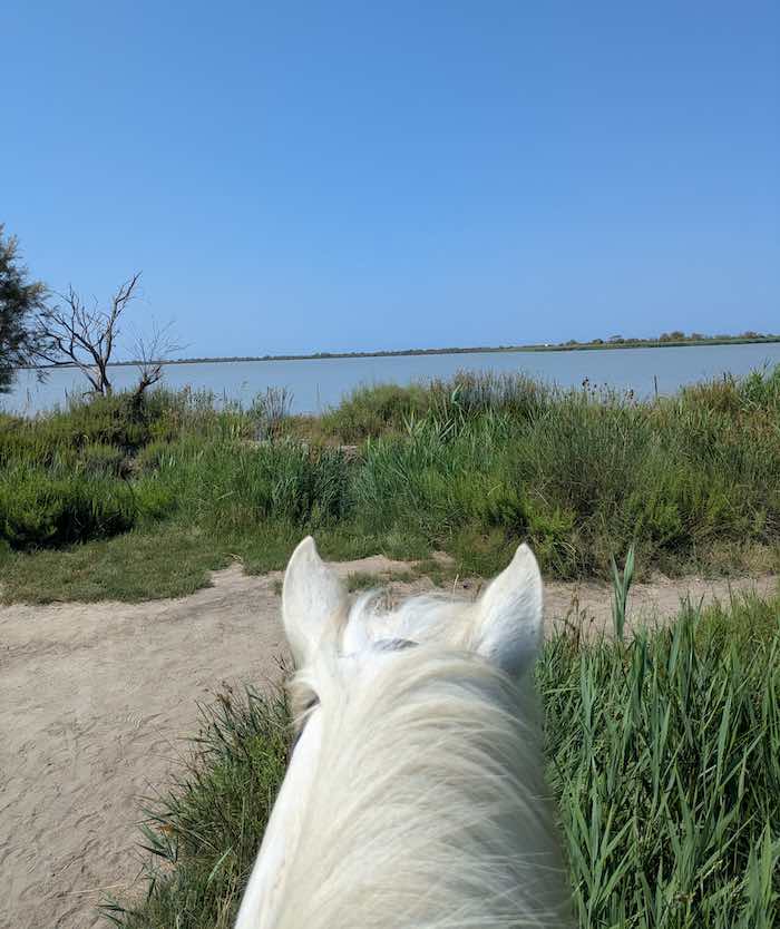 etang camargue cheval