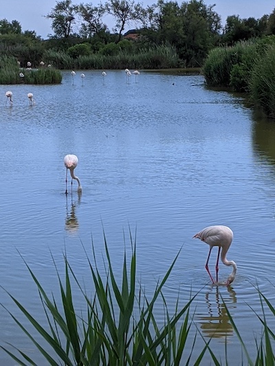 des flamants roses en train de manger