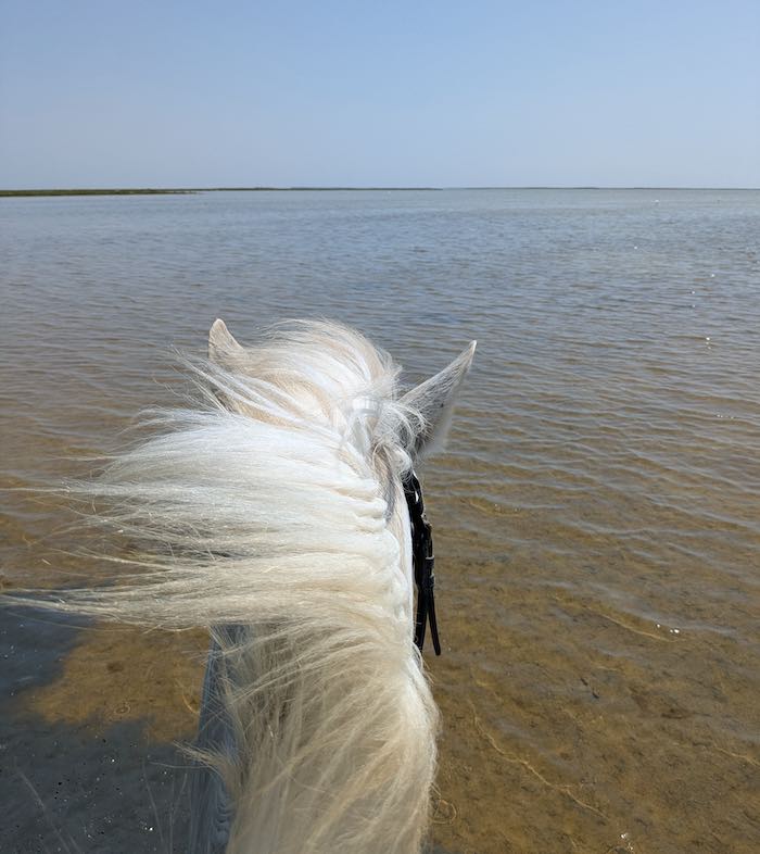 lagune camargue balade cheval