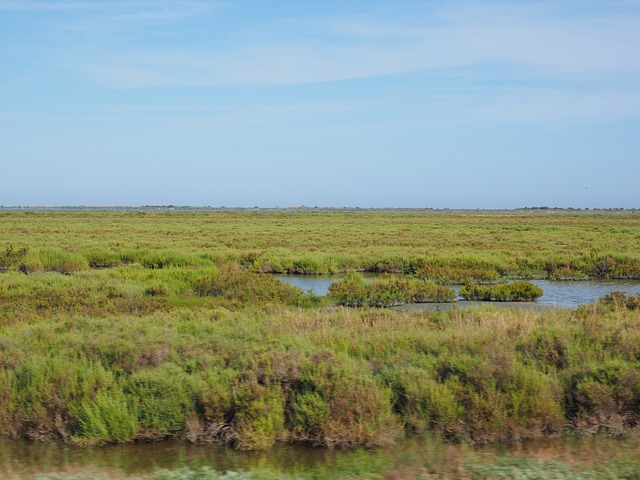 paysage de camargue