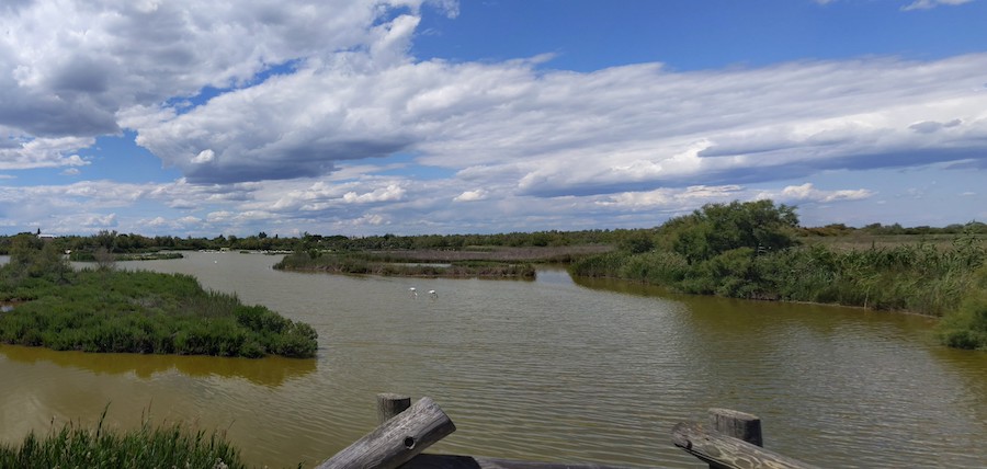 etangs de camargue avec flamants roses