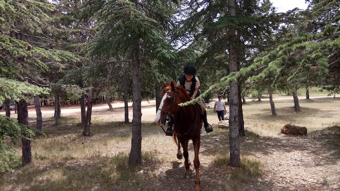 cheval dans les pins en provence