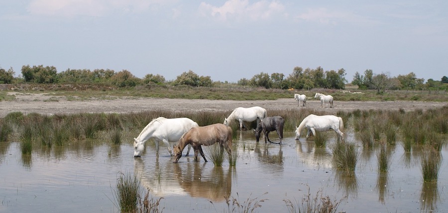 Balade à cheval en Camargue : animaux sauvages, étangs et plages