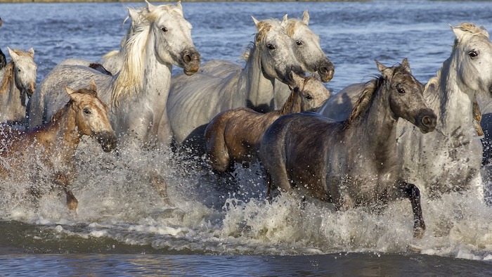 camargue manade eau