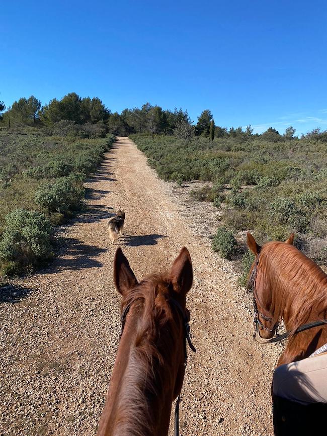 jument et hongre en balade