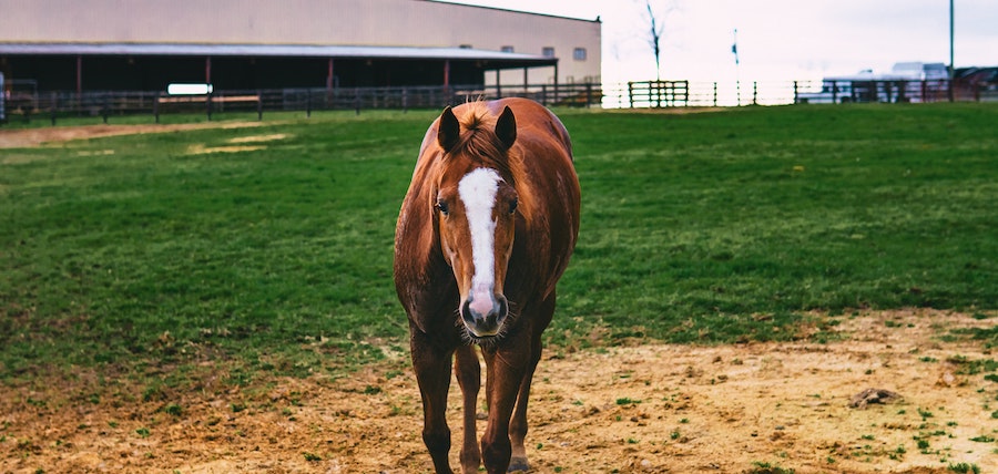 cheval alezan au pre
