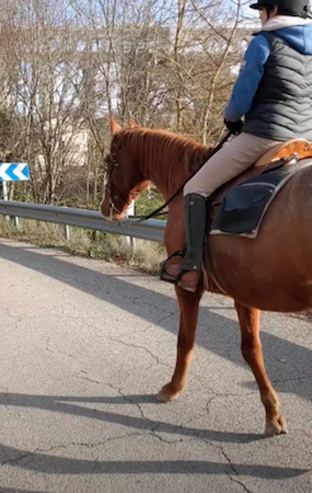 renes longues en promenade