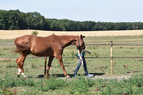 cavaliere et cheval a pied