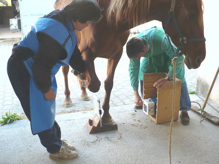 visite veterinaire achat cheval radio