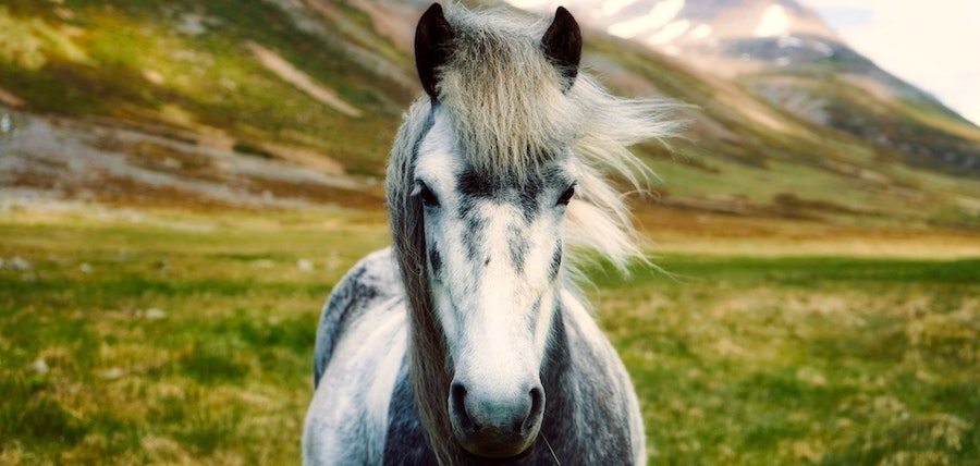 cheval de randonnee a vendre