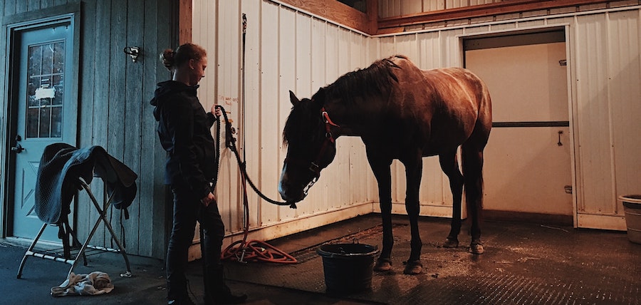 Travail à pied cheval : la méthode PAD pour le cheval d&rsquo;extérieur