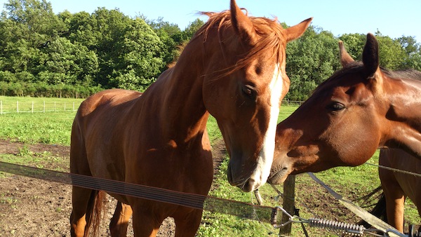 cheval alezan et cheval bai