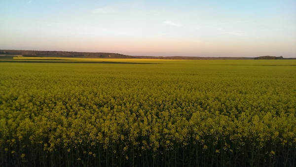 coucher de soleil et champ de colza