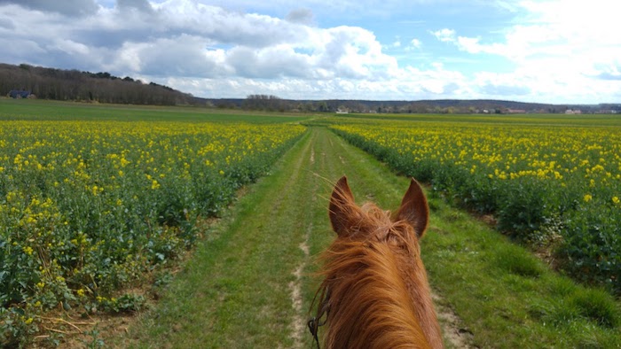 promenade à cheval colza rambouillet