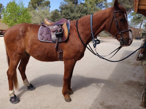 hipposandale jogging shoe pour partir en balade ou en randonnée à cheval
