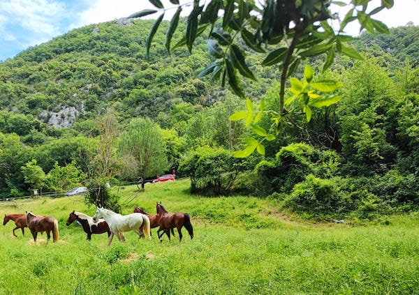 hotel qui accueille des chevaux