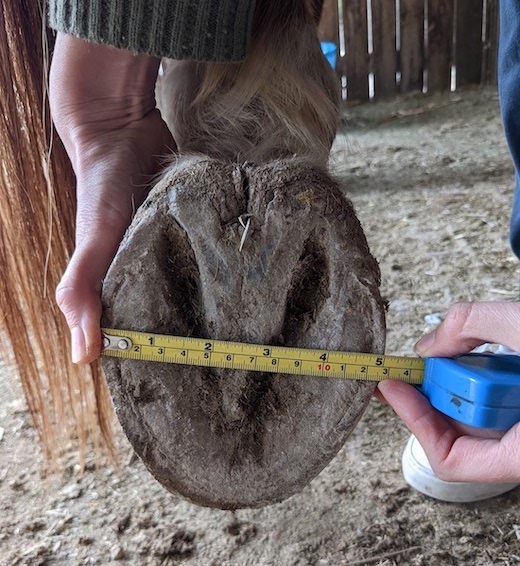 mesurer-taille-sabot