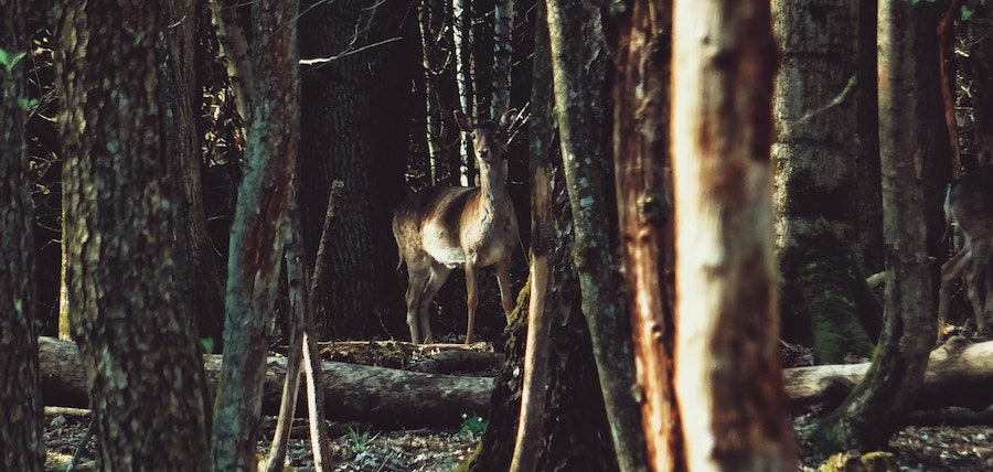 animaux dans la foret