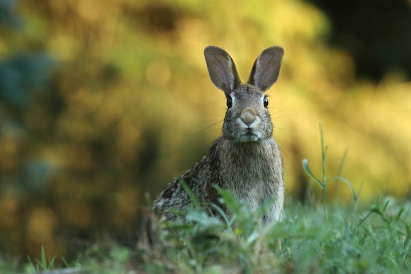 portrait d'un lapin