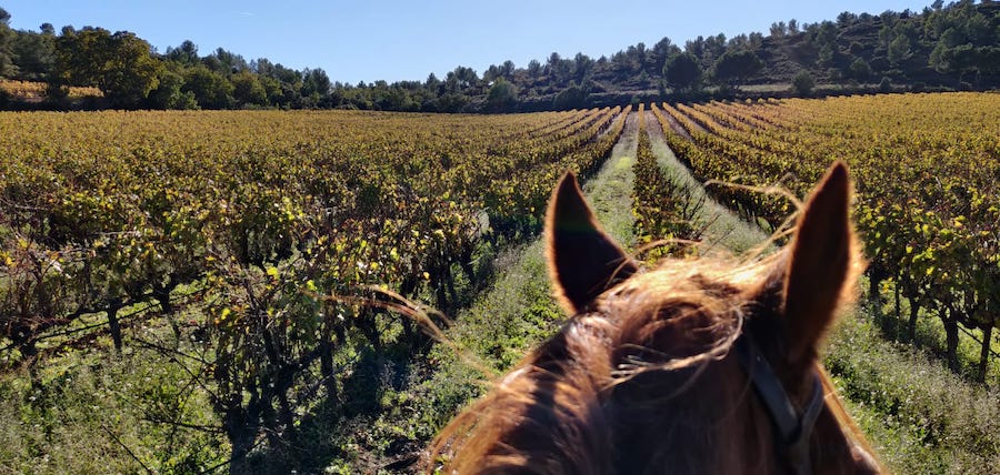 Mon challenge de 790 kilomètres de balade à cheval en un an : le résultat