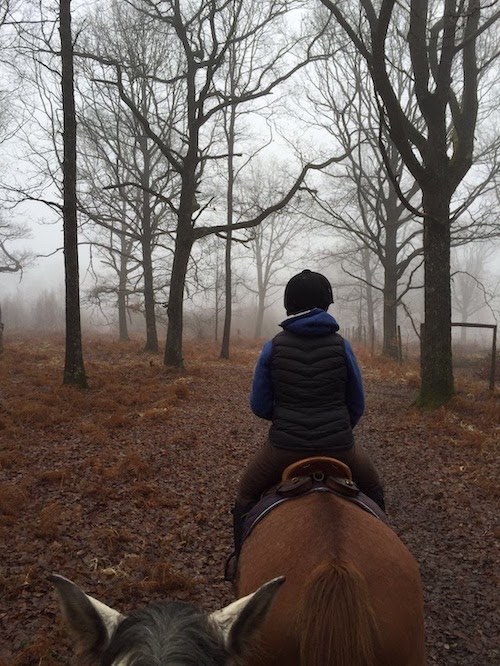 promenade a cheval en foret brouillard