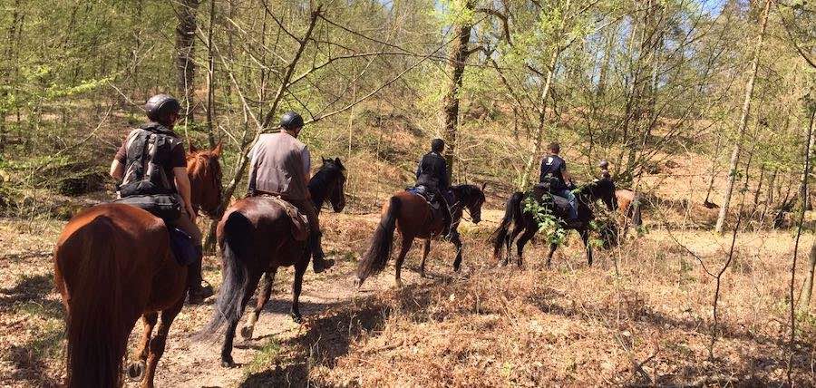 Balade équestre : l&rsquo;éternel “Attention, branches !”