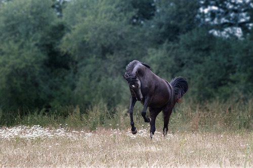 cheval qui joue au pre