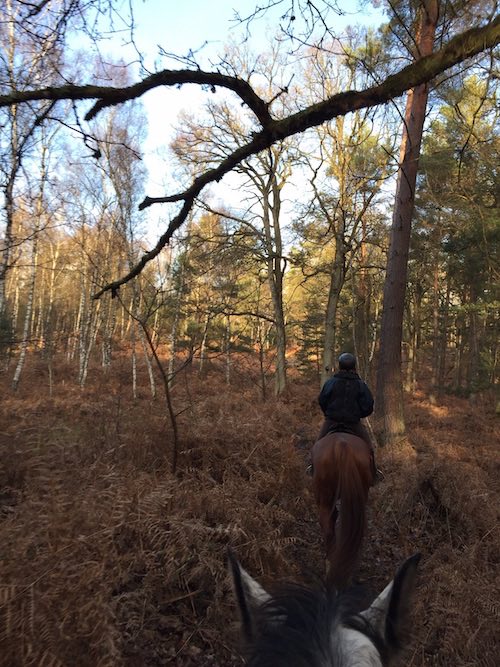 balade en foret attention branches