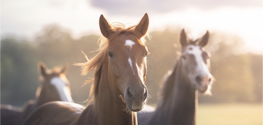 magnifique photo de cheval au pre