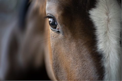 oeil cheval en photo