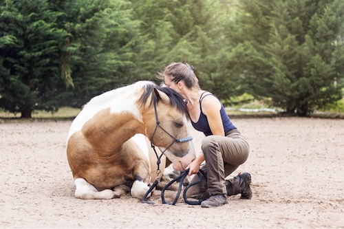 TAP cavaliere cheval
