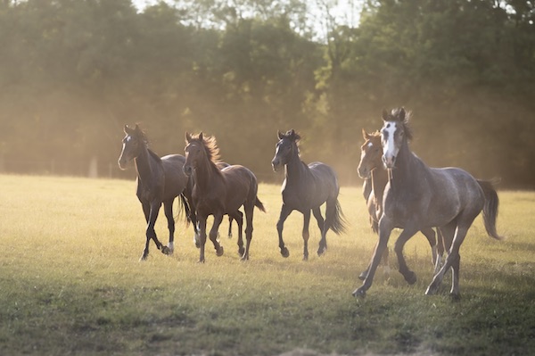 un troupeau de jeunes chevaux au pre