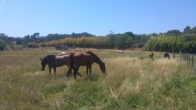 cheval en troupeau au pre