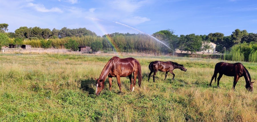 Pension équestre : 3 principes de base pour un cheval heureux