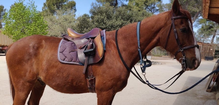 renes longues pour la balade